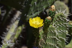 Opuntia maxima