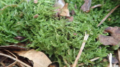 Odontoschisma sphagni