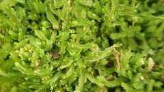 Odontoschisma sphagni