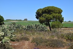 Opuntia maxima