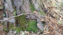 Odontoschisma sphagni