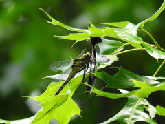 Gomphurus
