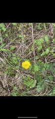 Ranunculus