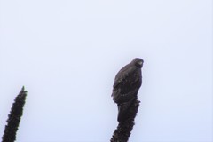 Geranoaetus polyosoma