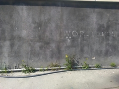 Sonchus tenerrimus tenerrimus