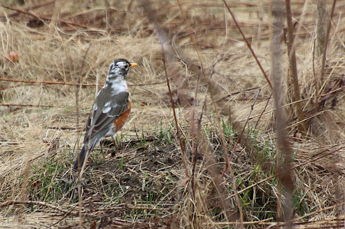American Robin photographed in Illinois