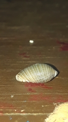 Jenneria pustulata