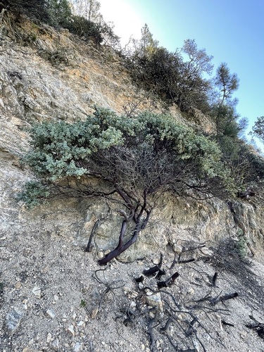 Image of Arctostaphylos luciana by no rights reserved