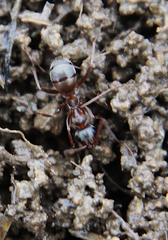Formica montana