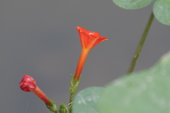 Ipomoea indivisa