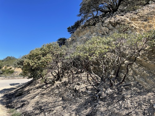 Image of Arctostaphylos luciana by no rights reserved
