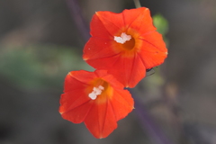 Ipomoea indivisa