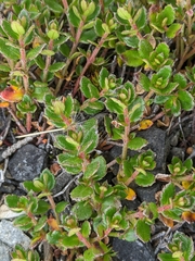 Gonocarpus montanus