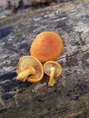 Pholiota subsulphurea