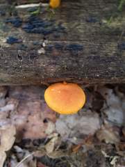 Pholiota subsulphurea