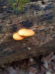 Pholiota subsulphurea