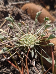 Hesperevax caulescens