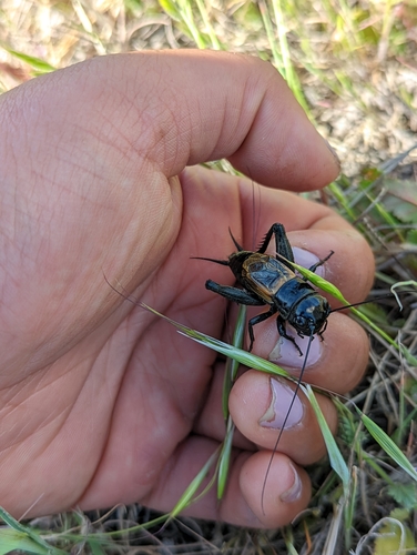 iNaturalist observation photo of Short-tailed Field Cricket