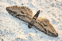 Eupithecia oxycedrata