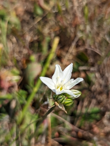 iNaturalist observation photo of white brodiaea