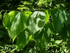 Tilia americana heterophylla