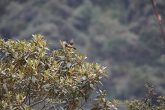 Conirostrum sitticolor