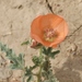 Spear Globemallow - Photo (c) James Bailey, some rights reserved (CC BY-NC), uploaded by James Bailey