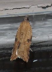 Constrictana constrictana