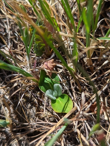 iNaturalist observation photo of turkey mullein