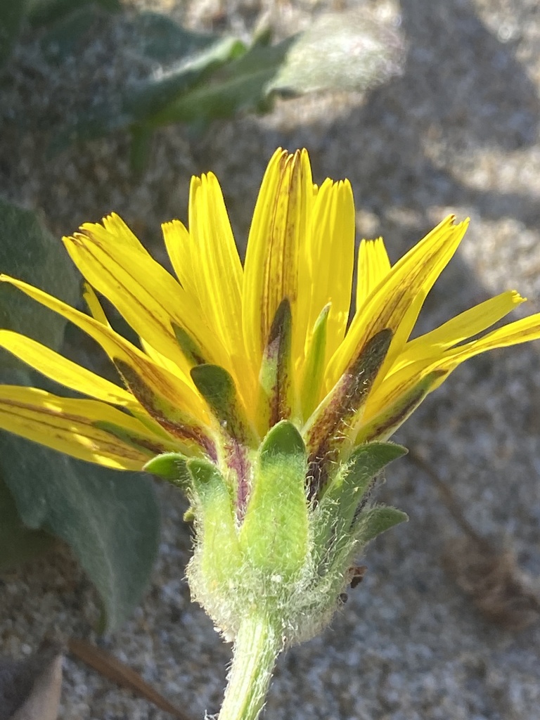 Agoseris apargioides var. eastwoodiae