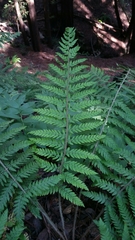Polystichum dudleyi