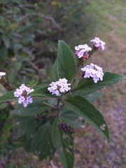 Lantana trifolia