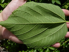 Tilia americana heterophylla