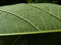 Tilia americana heterophylla
