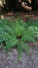 Polystichum dudleyi