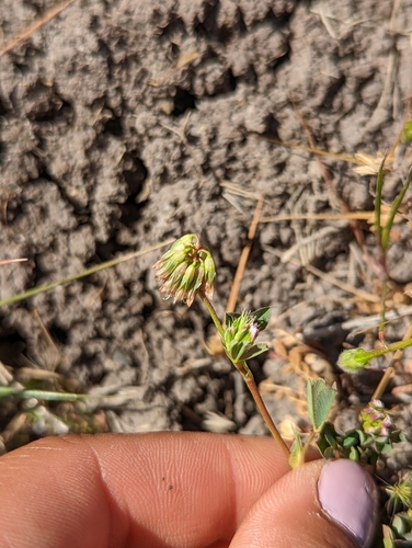 iNaturalist observation photo of pinpoint clover