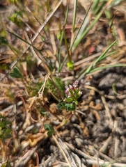 Trifolium bifidum