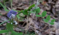Lathyrus torreyi