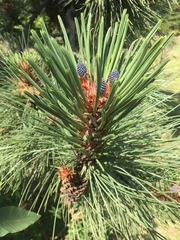 Pinus hartwegii