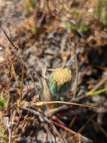 iNaturalist observation photo of Blow Wives