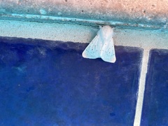Spilosoma vestalis