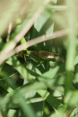 Conocephalus ochrotelus