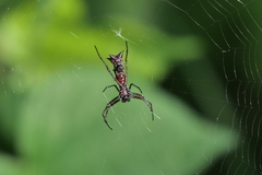 Micrathena swainsoni