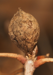 Amphibolips globulus