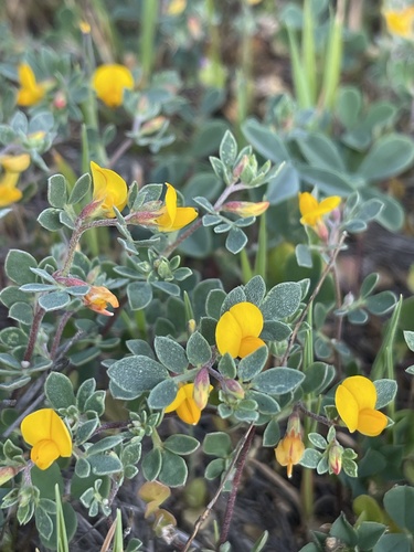 Chilean Bird's-foot Trefoil