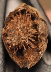 Amphibolips globulus