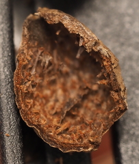 Amphibolips globulus