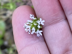 Plectritis macrocera macrocera