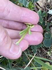 Plectritis macrocera macrocera