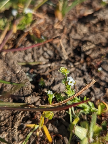 iNaturalist observation photo of Cynoglosseae